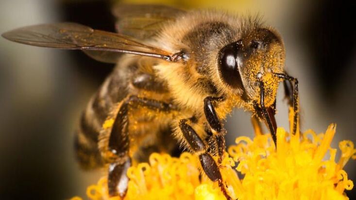 Las abejas ayudarán a combatir el dolor de espalda causado por la osteocondrosis